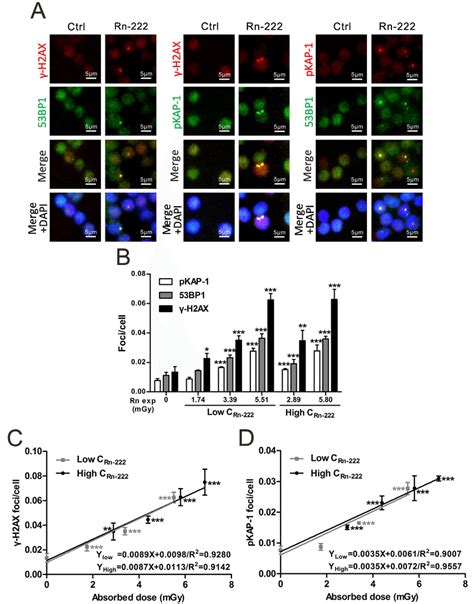 The Formation Of H Ax Bp And Pkap Foci In Hpbls In Vitro