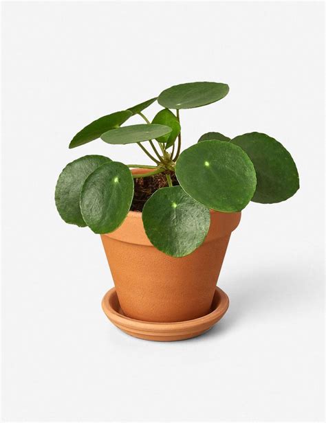 Pilea Peperomioides Artofit