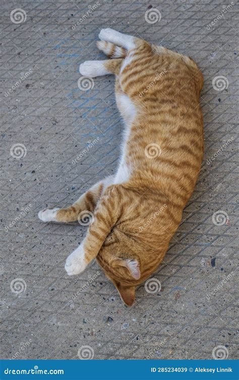 A Cute Ginger Cat Is Lying On The Ground Stock Image Image Of Nose