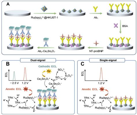 Chemosensors Free Full Text Recent Advances In