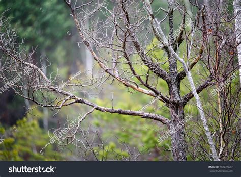 Naked Tree Branches Against Dark Background Stock Photo 782725687 Shutterstock