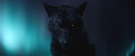 The Call of the Wild-Black Wolf 2 by GiuseppeDiRosso on DeviantArt