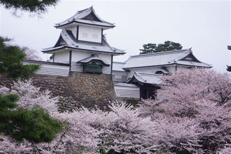 金沢城公園の桜 いしかわ緑の広場