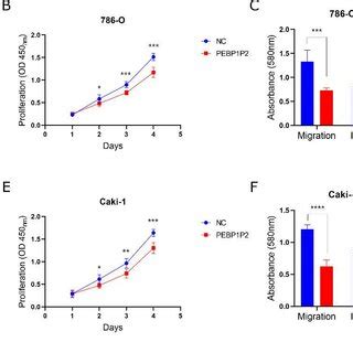 Pebp P Suppresses The Proliferation Migration And Invasion Of Ccrcc