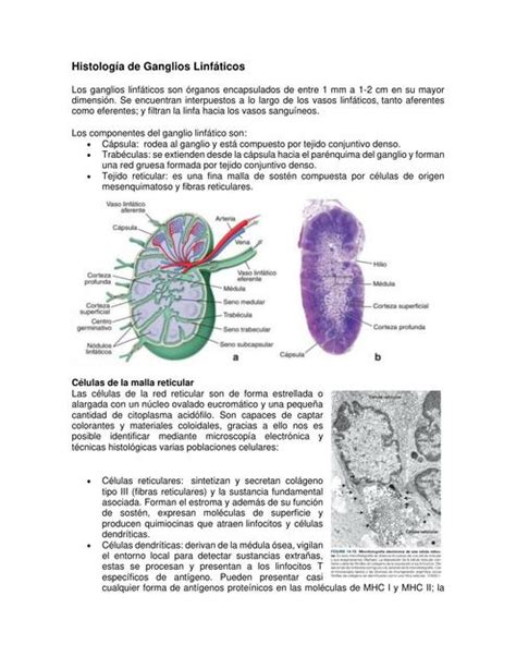 Histología de Ganglios Linfáticos stephanie guillen iturbide uDocz