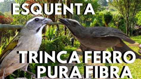 Canto De Trinca Ferro Fibra Para Esquentar Trinca Ferro Cantando Fibra