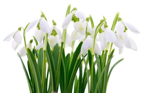 Premium Photo Snowdrops Galanthus Nivalis On White Background