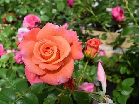 Роза Лоран Каброль - купить с доставкой по выгодным ценам в интернет ...