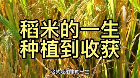 稻米的一生，道子的种植与收获全过程！涨知识 三农视频 搜狐视频