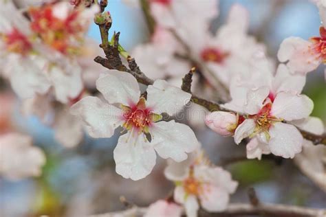 Almond tree blossoms stock photo. Image of pink, background - 141680236