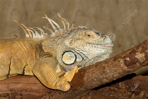 A Green Iguana Animal Lush Claw Photo Background And Picture For Free