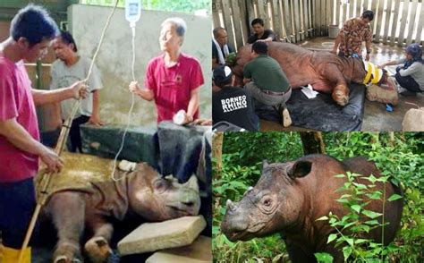 Selamat Tinggal Tam Badak Sumbu Sumatera Terakhir Di Malaysia Telah