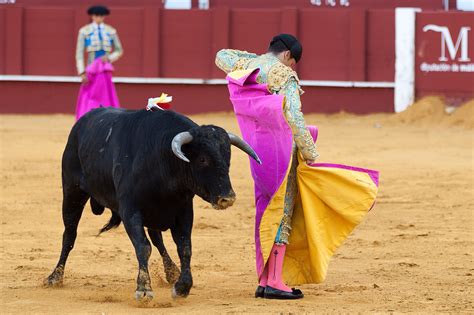 Fotos gratis : toro, actuación, plaza de toros, evento, tradicion