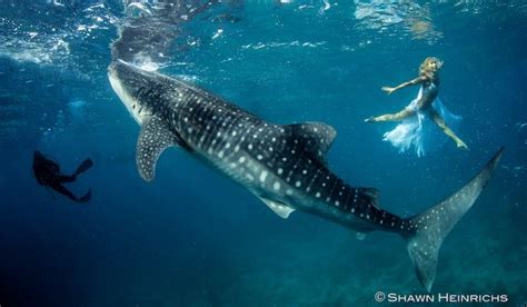 10 Best Hannah Mermaid Swimming With Whale Sharks Images On Pinterest