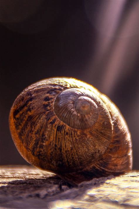 Wallpaper Snail, shell, shadow 5120x2880 UHD 5K Picture, Image
