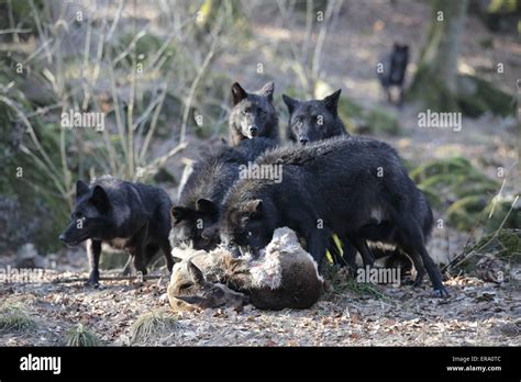 Flesh Eating Animals High Resolution Stock Photography And Images Alamy