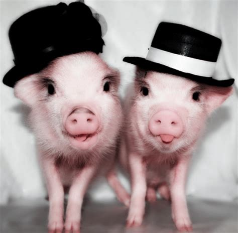 Cuteness Alert: Pigs in Hats! | The Worley Gig