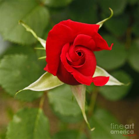 Red Rose Bud Blooming Photograph By Kenny Bosak Pixels