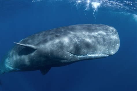 Sperm Whale Facts And Beyond Biology Dictionary