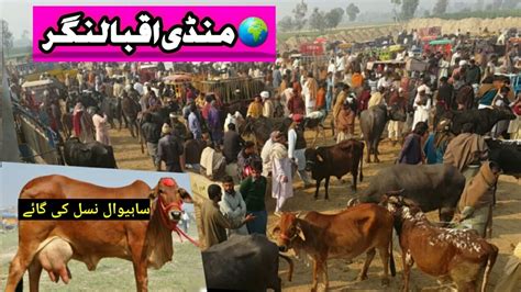 Sahiwal Cow In Pakistan Sahiwal Cow Price Sahiwal Nsal Ki Gay Iqbal Nagar Mandi Malumor Jhang