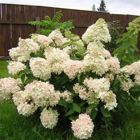 Гортензия метельчатая «Грандифлора» (Grandiflora): купить саженцы в ...