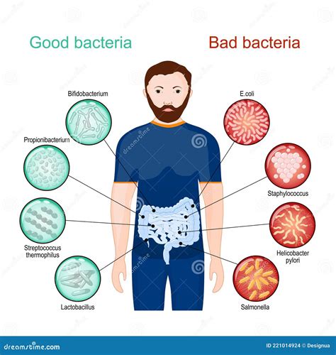 Bacterias Buenas Y Malas Afiche Sobre Los Probióticos Ilustración Del