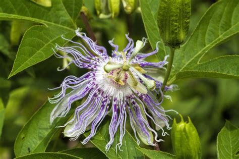 Alabama Passion Flower Wildflower Passiflora Incarnata Stock Image