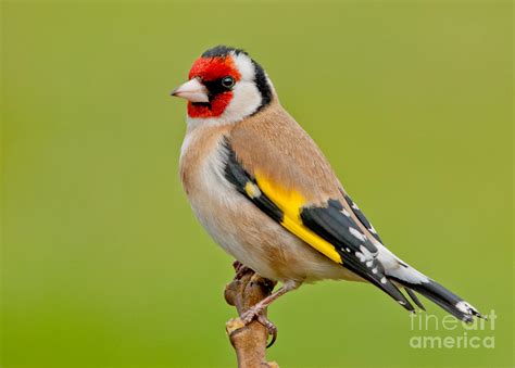 1000+ images about European goldfinch reference on Pinterest