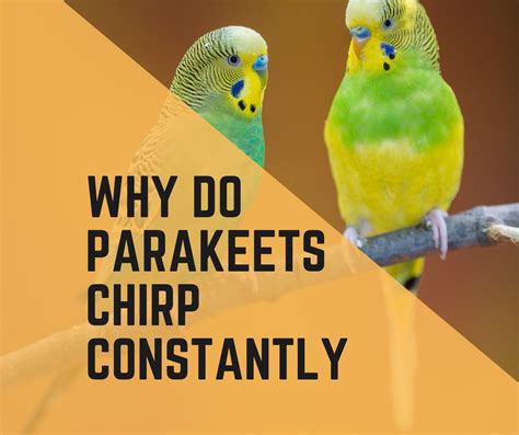 why do my airpods chirp 12