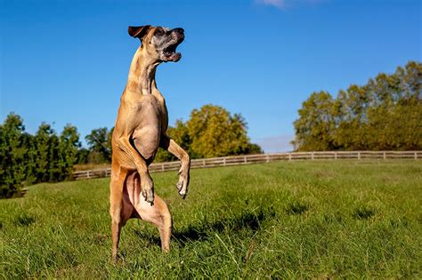 How To Stop A Great Dane Jumping Up Great Dane Care