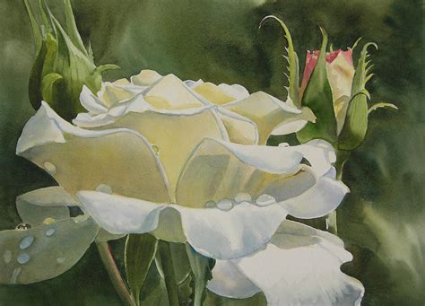 White Rose With Raindrops Painting By Sharon Freeman