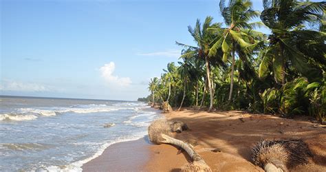 Barima Waini Shell Beach Things Guyana