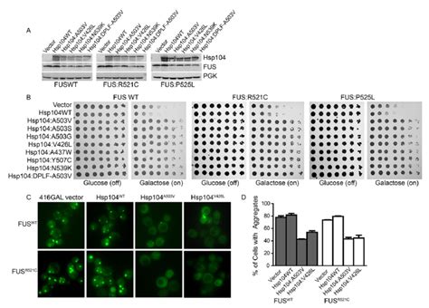 Potentiated Hsp Variants Rescue Toxicity Of Als Linked Fus Mutants