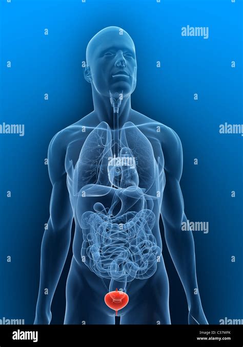 human bladder  res stock photography  images alamy