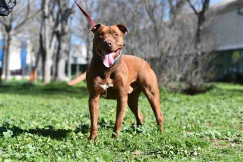 Cani In Germania Stato Abolito L Elenco Delle Razze Considerate