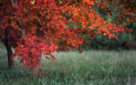 Red Leaves Autumn Macbook Air Wallpaper Download Allmacwallpaper