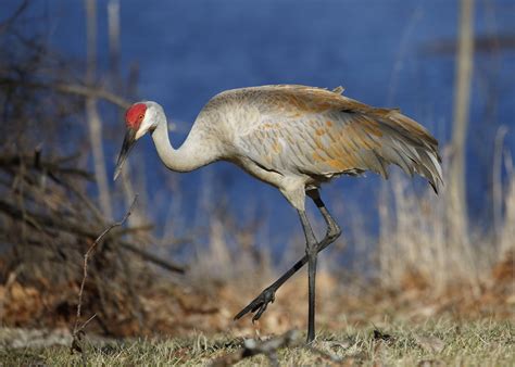 Greater Sandhill Crane - NDOW