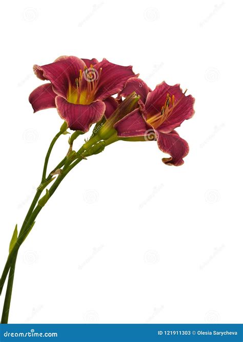 Purple Hemerocallis Daylily `Little Missy` Stock Image - Image of