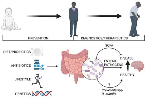 Targeting The Human Gut Microbiota As A Potential Preventative