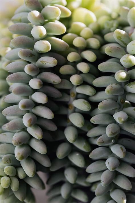 12 low maintenance houseplants safe for cats and dogs – Artofit