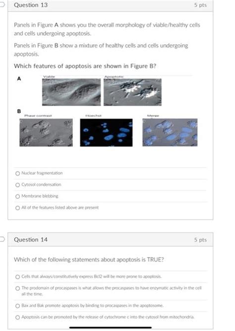 Solved Panels in Figure A shows you the overall morphology | Chegg.com