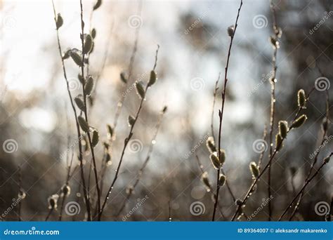Spring Pussy Willow Flowers In The Sun With Drops Of Water Stock Image Image Of Branch Park