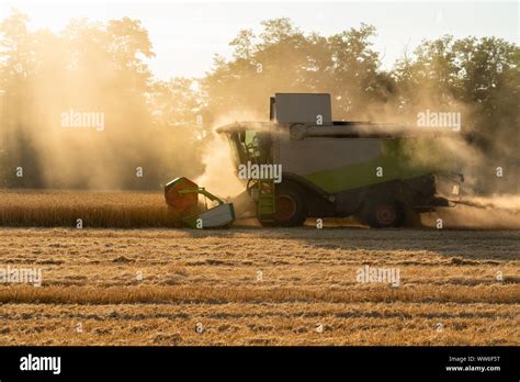 Combine Harvester Harvests Grain In The Field Stock Photo Alamy