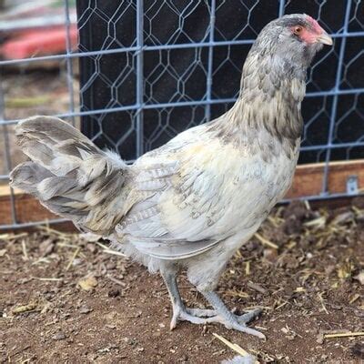 Easter Egger Pullet Or Cockerel BackYard Chickens Learn How To