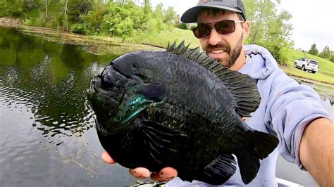 Biggest Bluegill Ever