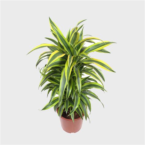 Dracaena Fragrans Lemon Lime 90 Cm