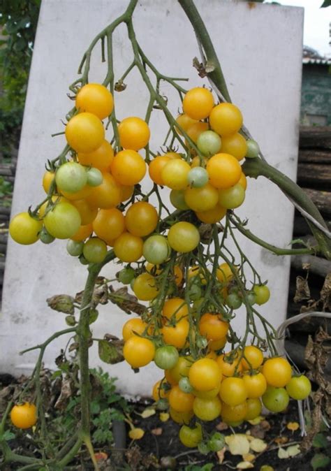 Помидоры "черри вишня желтая" - сладкие и урожайные! рекомендую всем!