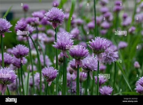 Full Frame Texture Background View Of Blooming Chives Flowers Allium