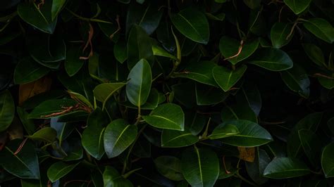 Dark Leaves 4k Wallpapers Wallpaper Cave