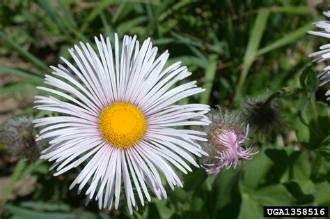 Tall Fleabane Erigeron Elatior